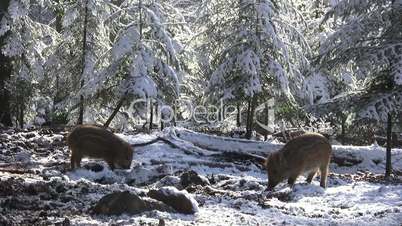 Wildschweine fressen in verschneitem Wald