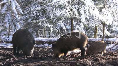 Drei Wildschweine wühlen in matschigem Waldboden