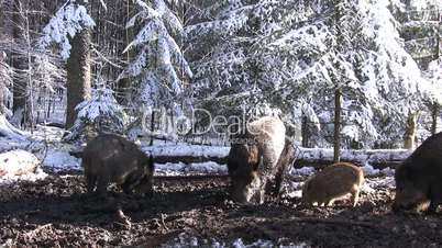 Vier Wildschweine wühlen in einem verschneiten Wald