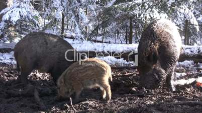 Nahaufnahme Wildschweine wühlen in Waldboden