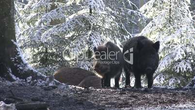 Wildschweine laufen durch verschneiten Wald