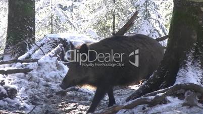 Ein Wildschwein läuft durch verschneiten Wald