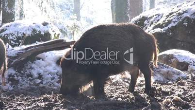 Wildschwein wühlt in matschigem Waldboden