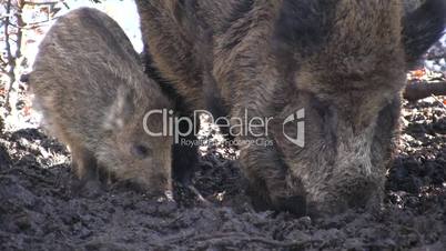 Nahaufname fressendes Wildschwein mit Frischling