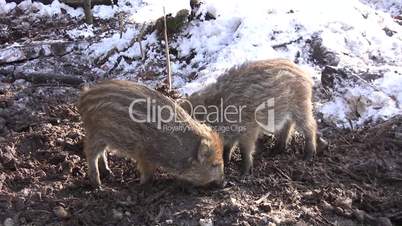 Zwei Frischlinge / Wildschweine wühlen in Waldboden