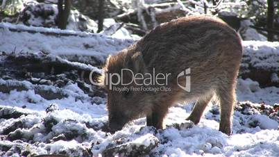 Ein Frischling / Wildschwein frißt im Schnee