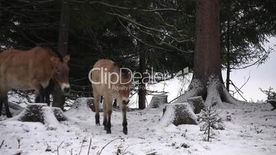 Zwei Pferde laufen durch verschneiten Wald
