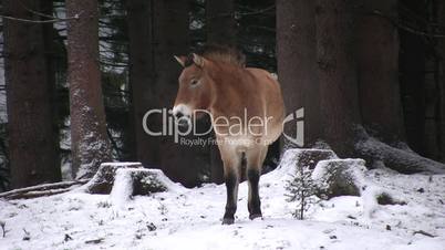 Ein Pferd steht in verschneitem Wald