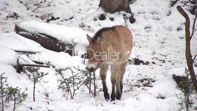 Fohlen läuft über verschneiten Boden in einem Wald