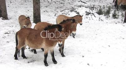 Eine Herde Pferde grast / steht auf verschneitem Boden