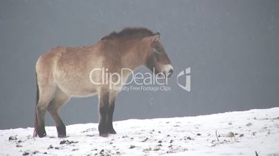 Ein Pferd steht auf verschneitem Boden