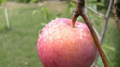 apple hangs on an apple-tree branch.