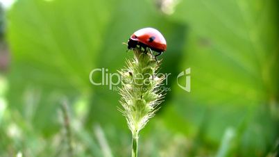 Ladybird on a grass.