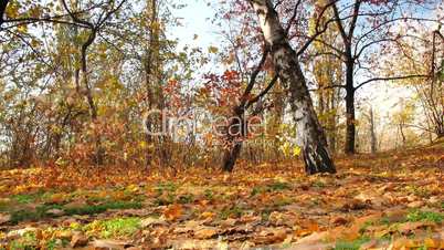 time lapse. beautiful landscape of autumn wood.