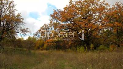 Time lapse of Forest and clouds. Autumn landscape.