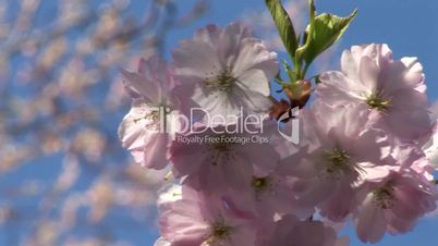 Kirschblüten