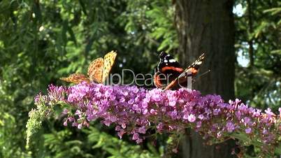 Kaiserfalter Schmetterling