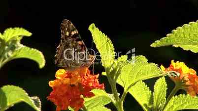 Schmetterling Distelfalter