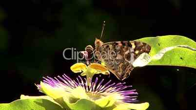 Schmetterling Distelfalter