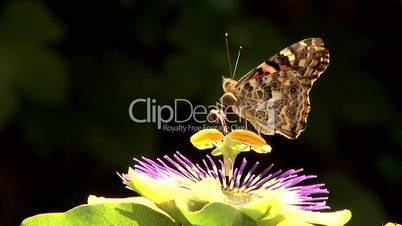 Schmetterling Distelfalter