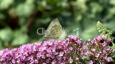 Baumweißling Schmetterling