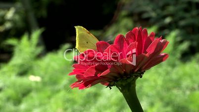 Schmetterling Zitronenfalter