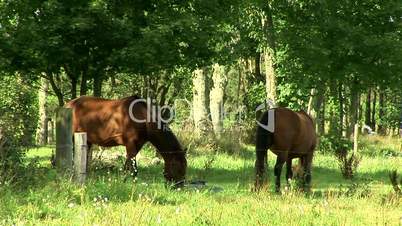 Normandie Pferde unter Bäumen