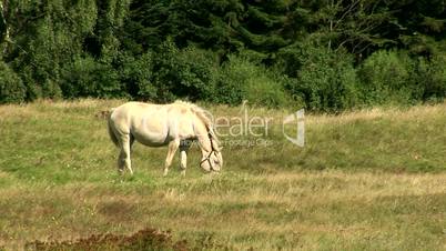 Normandie Pferd