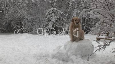 Hund auf Schneekugel