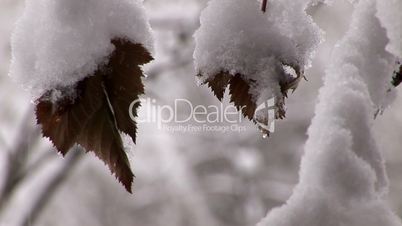 Schneebedeckte Blätter