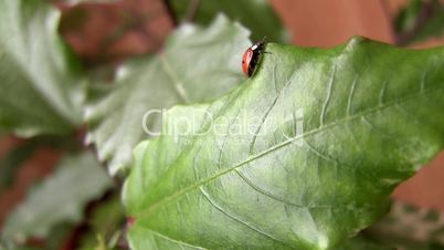 Ladybird on a leaf.