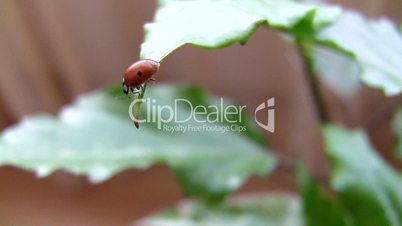 Ladybird on a leaf.