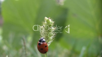 Ladybird on a grass.