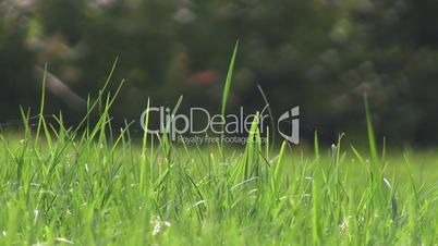 green grass.
