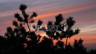 Sunset Time Lapse in forest.