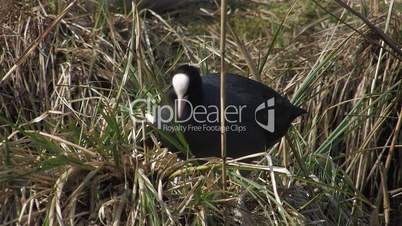 Blässhuhn, Coot, Fulica atra