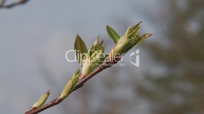 Zweig, Ast, Branch, Blatt, Blätter, Leaf, Leaves