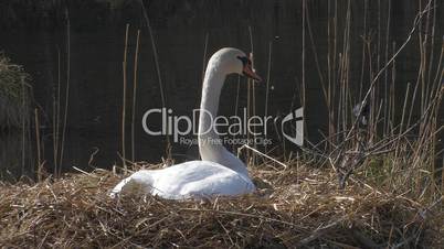 Schwan, Swan, Cygnus olor, Mute swan, Höckerschwan