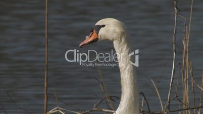 Schwan, Swan, Cygnus olor, Mute swan, Höckerschwan