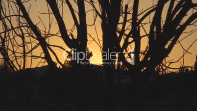 Tree silhouette at sunset