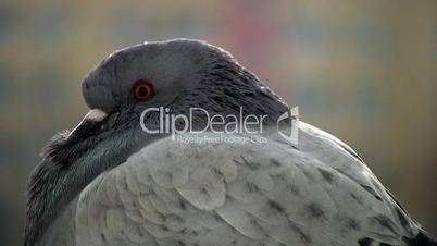close up of lonely pigeon