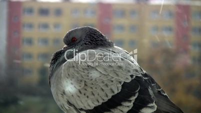 close up of lonely pigeon