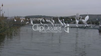White egret dives on fish