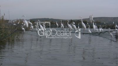 White egret dives on fish