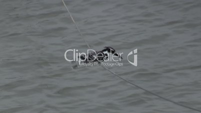 Kingfisher hovering and fishing - Ceryle Rudis