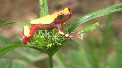 Clown treefrog (Dendropsophus triangulum)