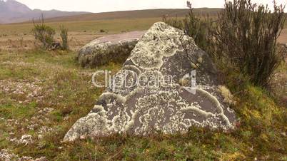 Crustose lichen growing on boulder
