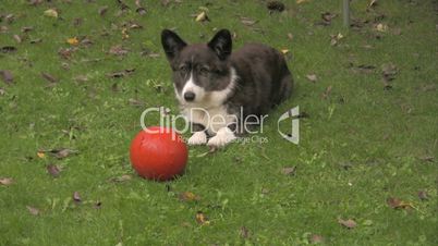 Hund um Garten mit Ball