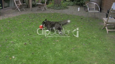 Hund um Garten mit Ball