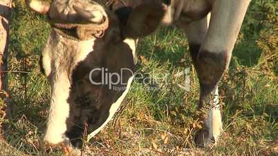 Friesian cow grazing